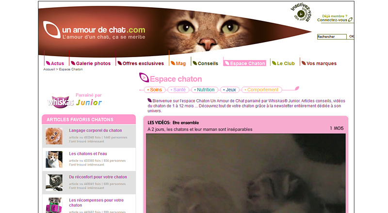 Espace Chaton du site Un Amour de Chat