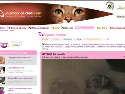 Espace Chaton du site Un Amour de Chat